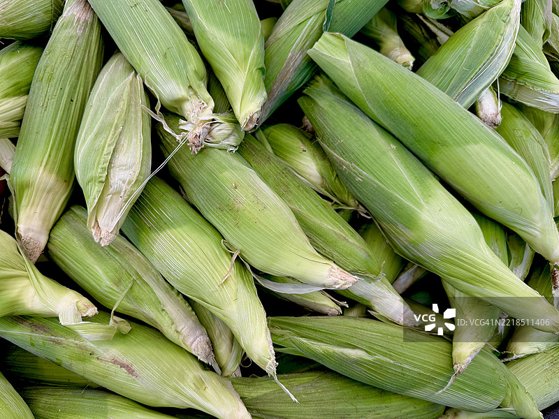 一堆新鲜的未剥皮玉米图片素材