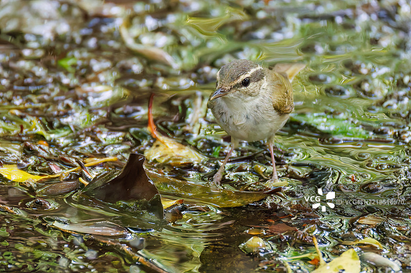 可爱的萨哈林柳莺，学名Phylloscopus borealoides，属于柳莺科，正在鸣叫。正在水盆中洗澡。图片素材