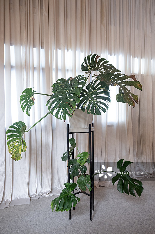 一盆叶子茂盛的植物放在白色窗帘前的架子上。图片素材