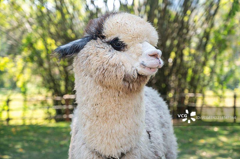 一只白毛的羊驼作为农场宠物生活。图片素材