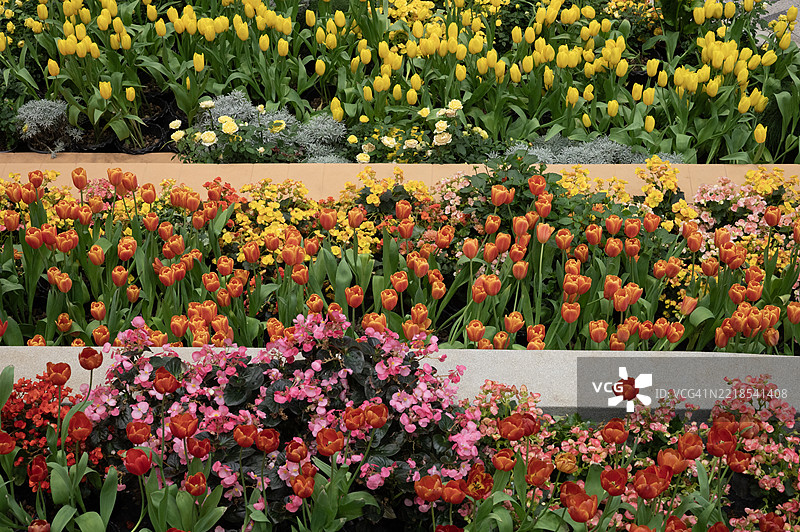 一排粉色和橙色的花朵图片素材