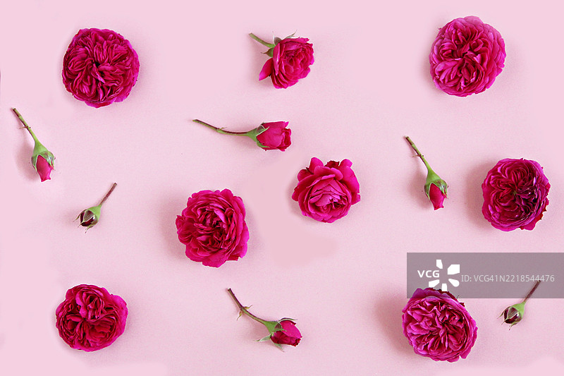 粉色玫瑰与粉色背景图片素材