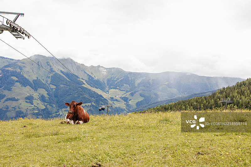 在阿尔卑斯山滑雪缆车附近的绿色草地上放松的牛图片素材