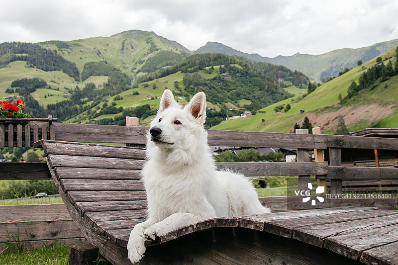 白色瑞士牧羊犬在山景中的木甲板上放松图片素材