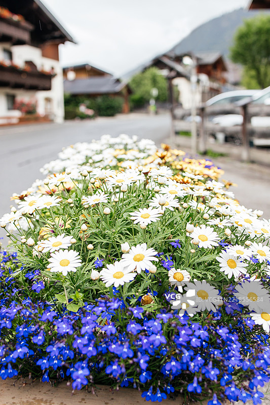 街道旁花坛中盛开的白色雏菊和蓝色罗贝莉亚图片素材