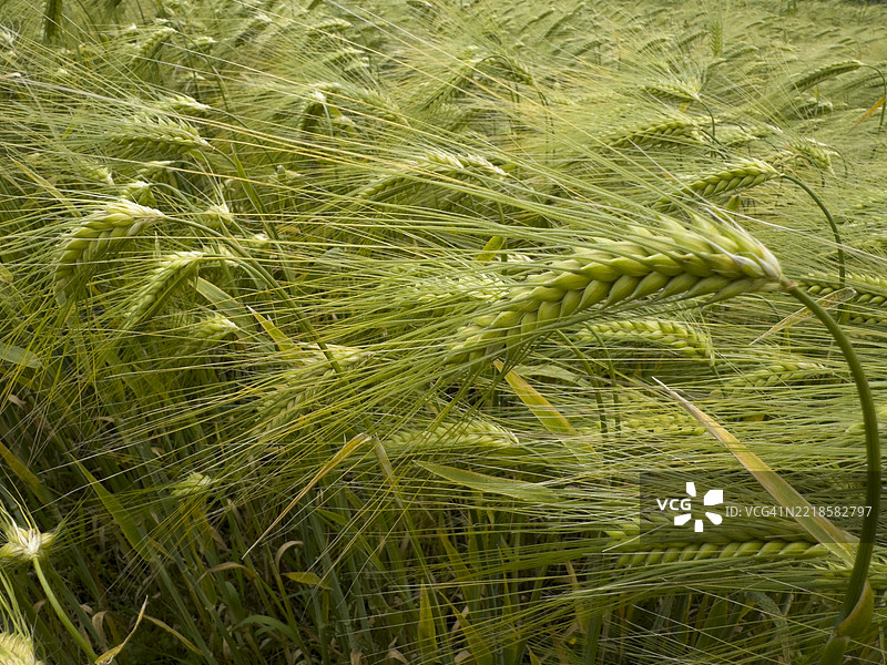 大麦田，特写一株植物图片素材