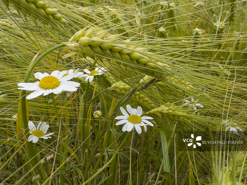 大麦田，特写一株植物图片素材