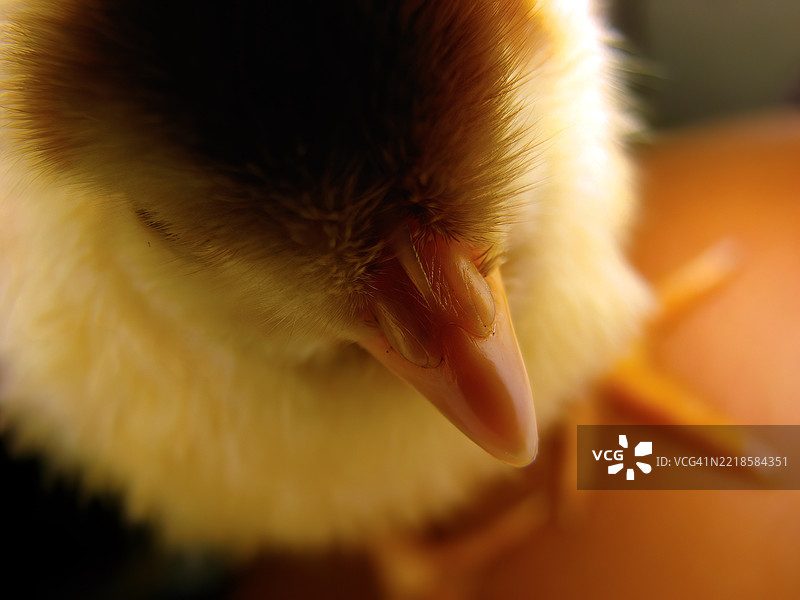特写高角度镜头捕捉到小鸡柔软蓬松的黄色绒毛。图片素材