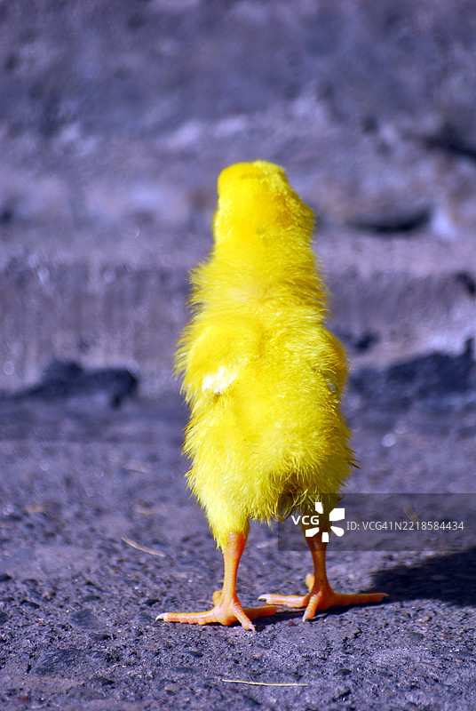 一只小而明亮的黄色小鸡站在碎石表面上。图片素材