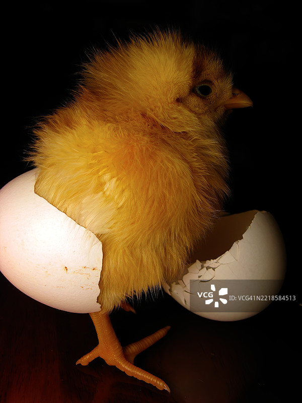 一只刚孵化的黄色小鸡，毛茸茸的羽毛。图片素材