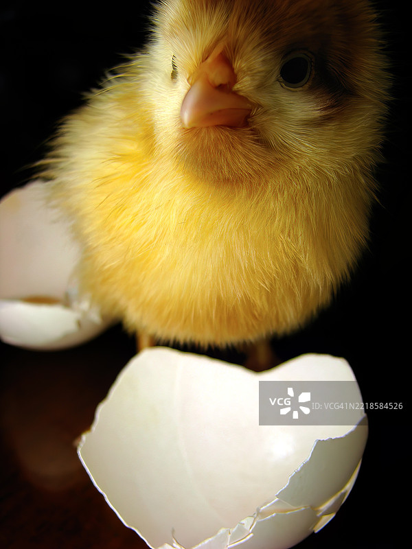 一只刚孵化的黄色小鸡，毛茸茸的羽毛。图片素材