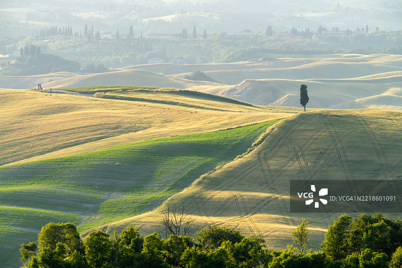 托斯卡纳风景，起伏的山丘，孤独的柏树。克雷特·塞内西图片素材