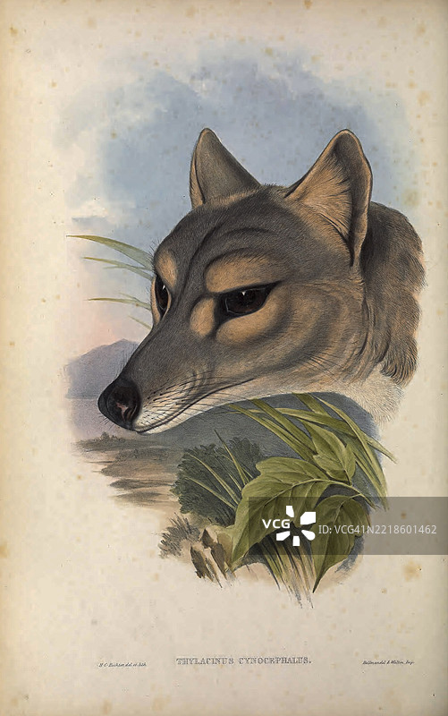 袋狼（Thylacinus cynocephalus）图片素材
