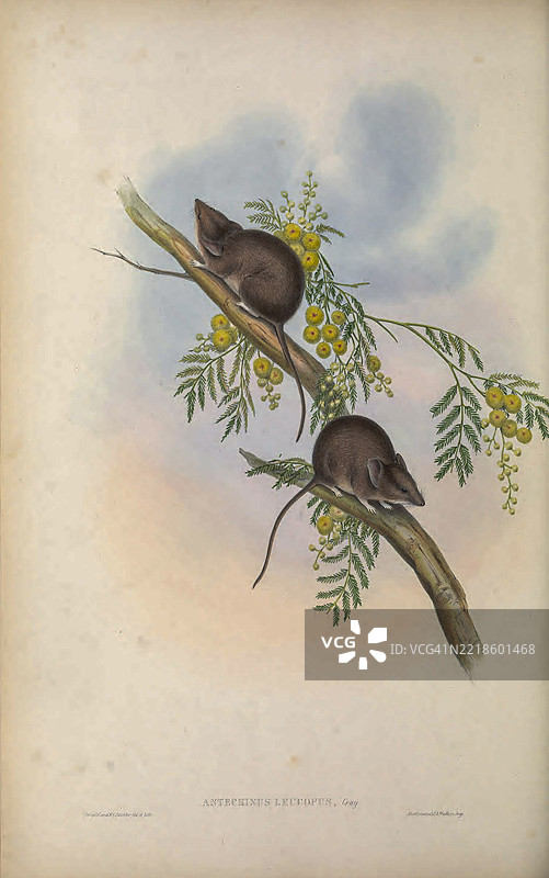 白足鼠图片素材