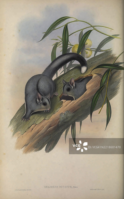 Belideus notatus图片素材