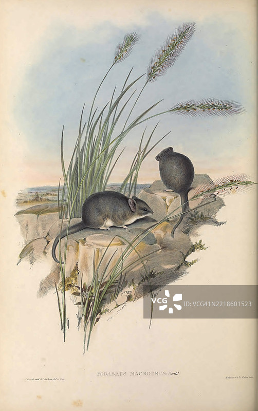 条纹面小鼠（Sminthopsis macroura）图片素材