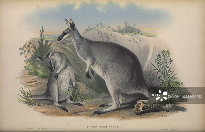 帕里袋鼠（Osphranter parryi）图片素材