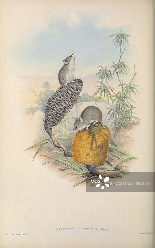 安特基努斯鼠图片素材