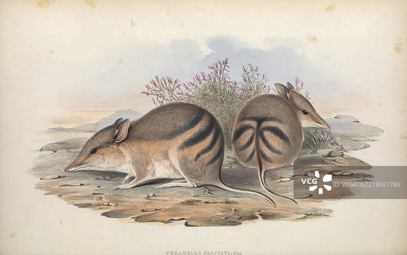 西方条纹袋狸（Perameles bougainville）图片素材