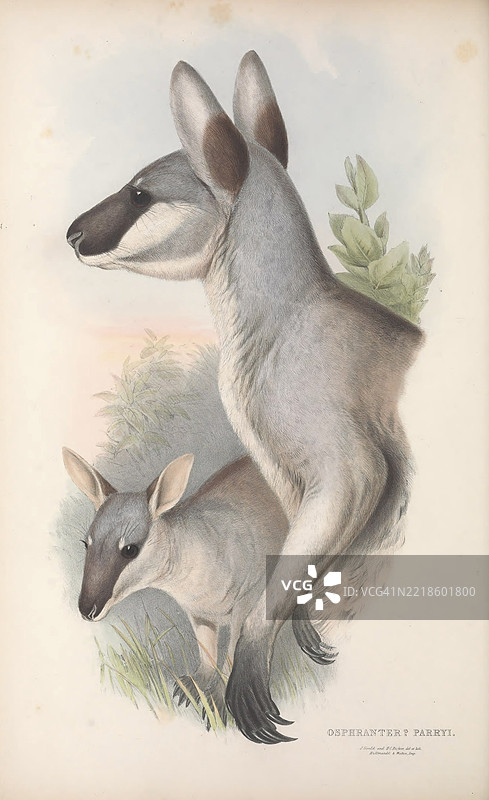 帕里袋鼠（Osphranter parryi）图片素材