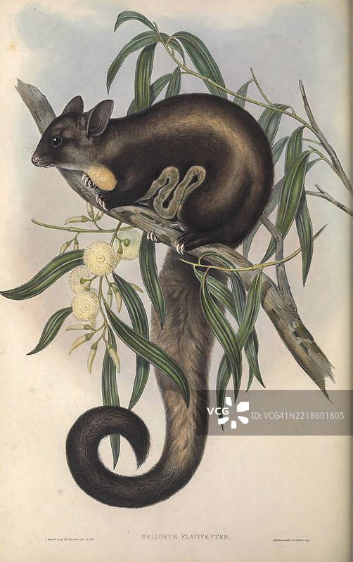 黄腹滑翔鼠 (Belideus flaviventer)图片素材