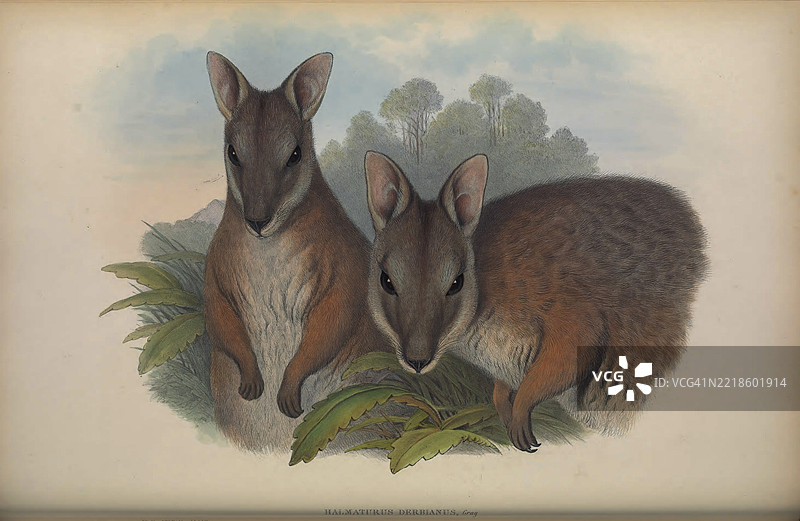 德比岩袋鼠 (Halmaturus Derbianus)图片素材