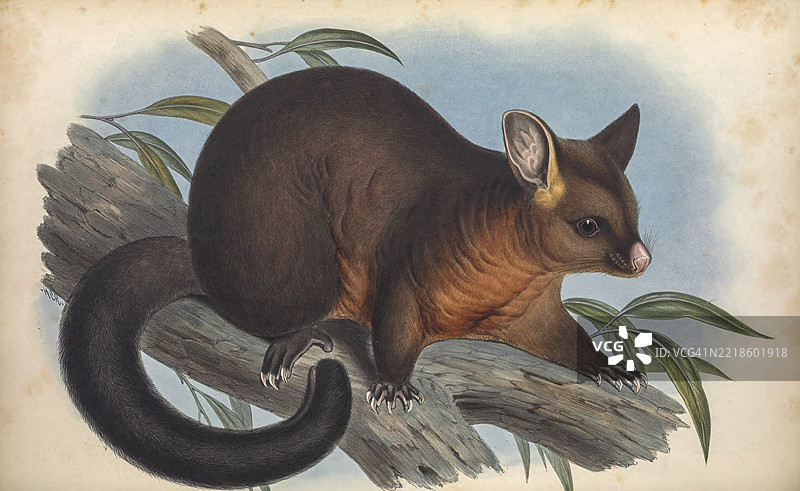 烟熏袋鼩（Phalangista fuliginosa）。图片素材