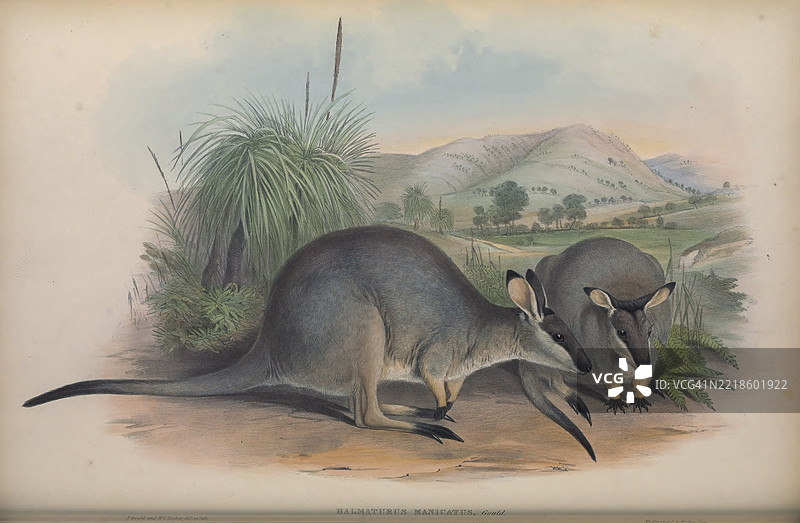 西部刷尾袋鼠 (Notamacropus irma)图片素材