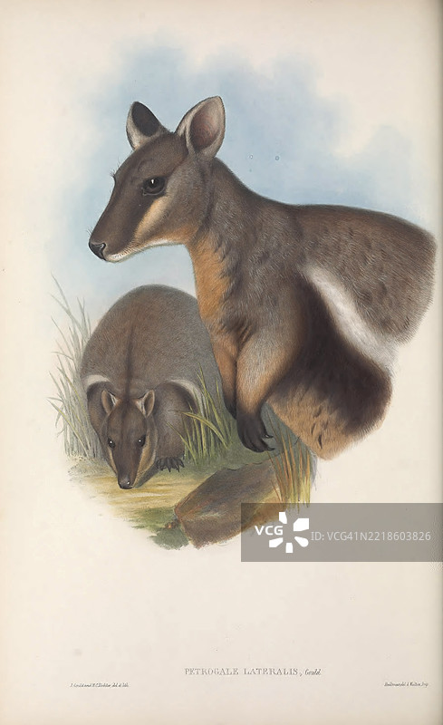 黑边岩袋鼠 (Petrogale lateralis)图片素材