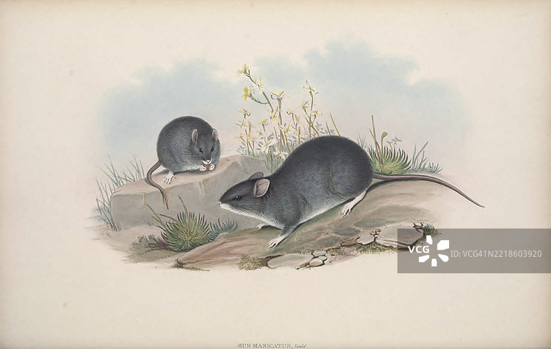 白足鼠 (Mus manicatus)图片素材