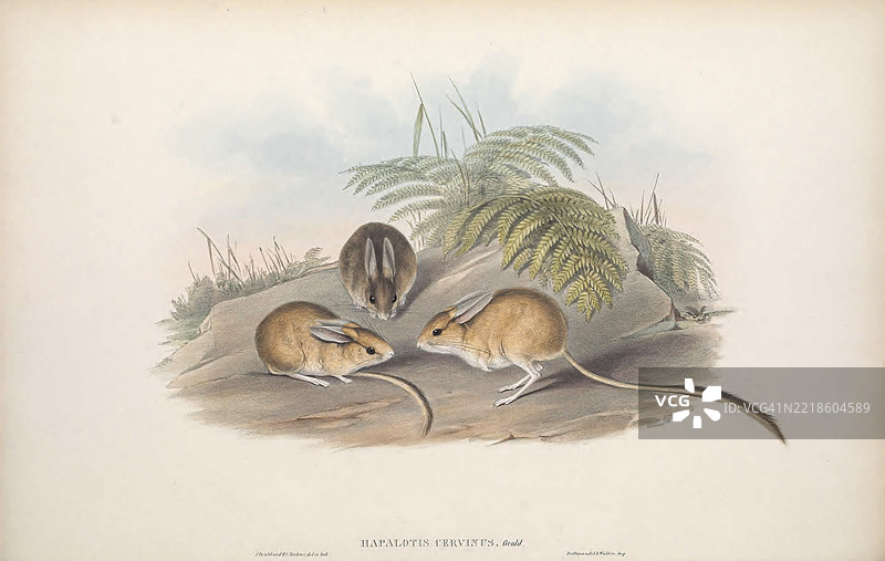 淡褐色的哈帕洛提斯（Hapalotis cervinus）图片素材