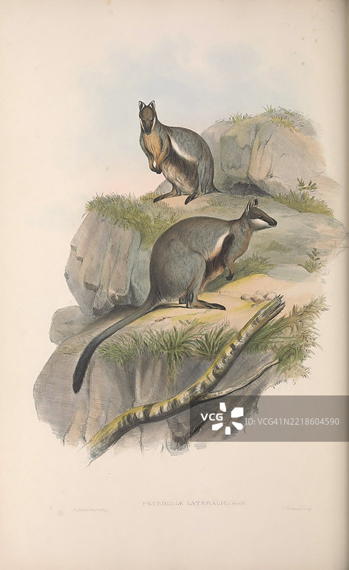 黑边岩壁袋鼠 (Petrogale lateralis)图片素材