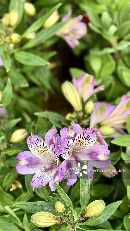 多色秘鲁百合（阿尔斯特梅里亚·奥雷亚）含苞待放、盛开及特写图片素材