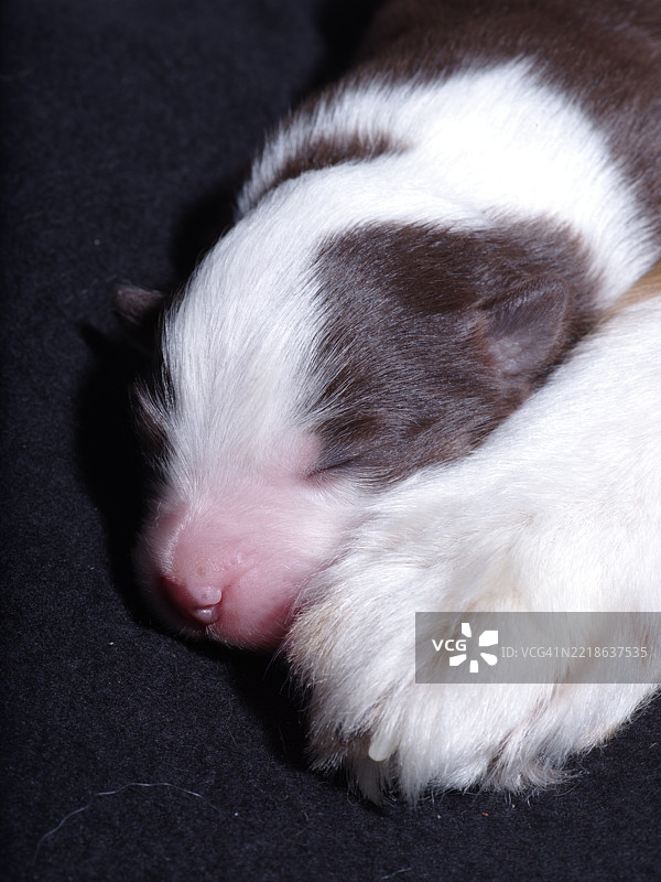 小狗在黑色表面上睡觉图片素材