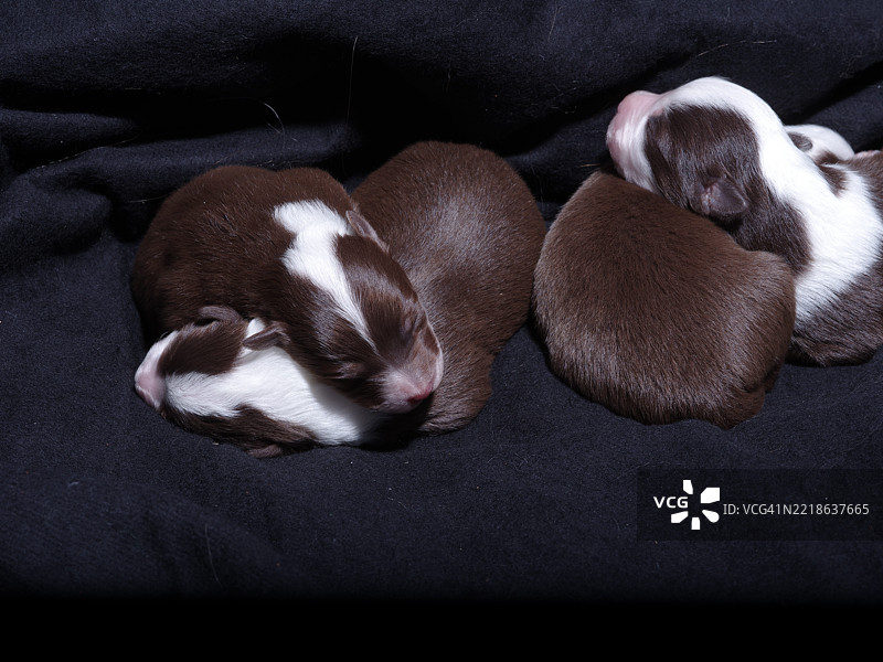 一群小狗在黑色毛毯上睡觉图片素材