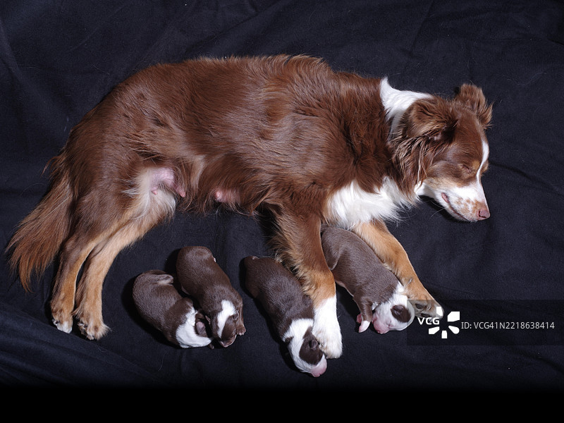 棕白色的狗躺在黑色表面上，旁边有四只小狗。图片素材