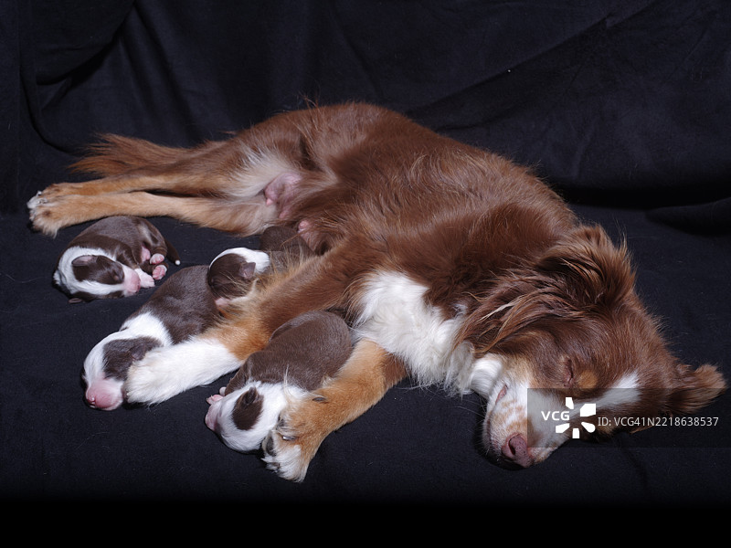 棕色狗狗躺在黑色表面上，四只小狗在它的背上睡觉。图片素材