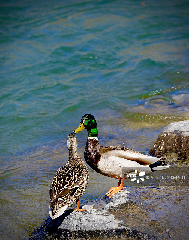 在加拿大阿尔伯塔省卡尔加里海滩上栖息在岩石上的绿头鸭特写镜头图片素材