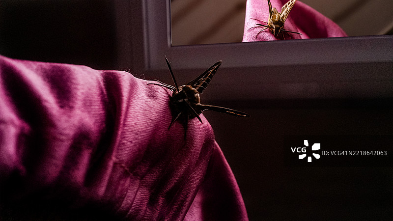 家中床上的蝴蝶特写图片素材