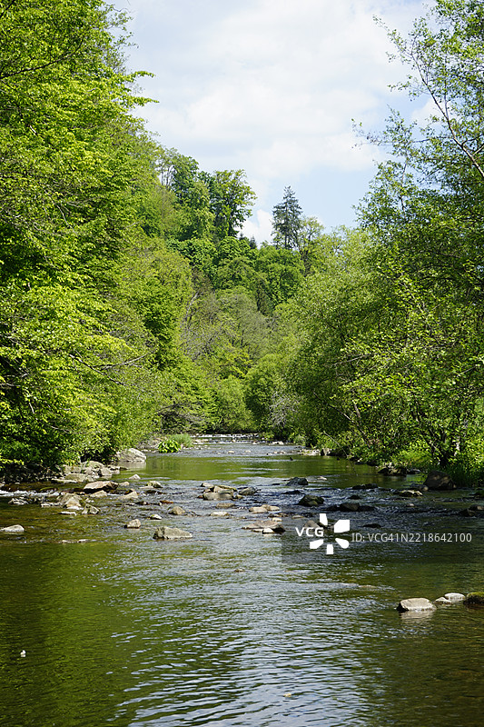 森林中树木环绕的河流美景与天空相映成趣图片素材