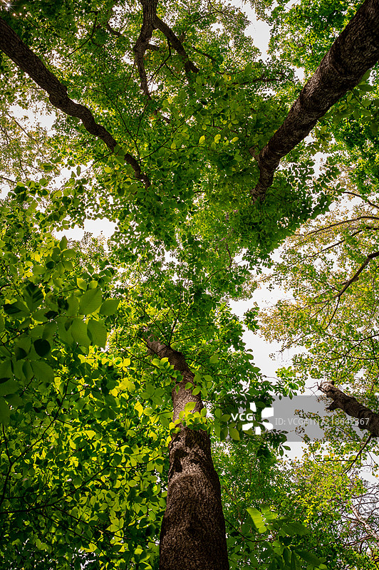 从低角度看树，弗吉尼亚州马纳萨斯，美国图片素材