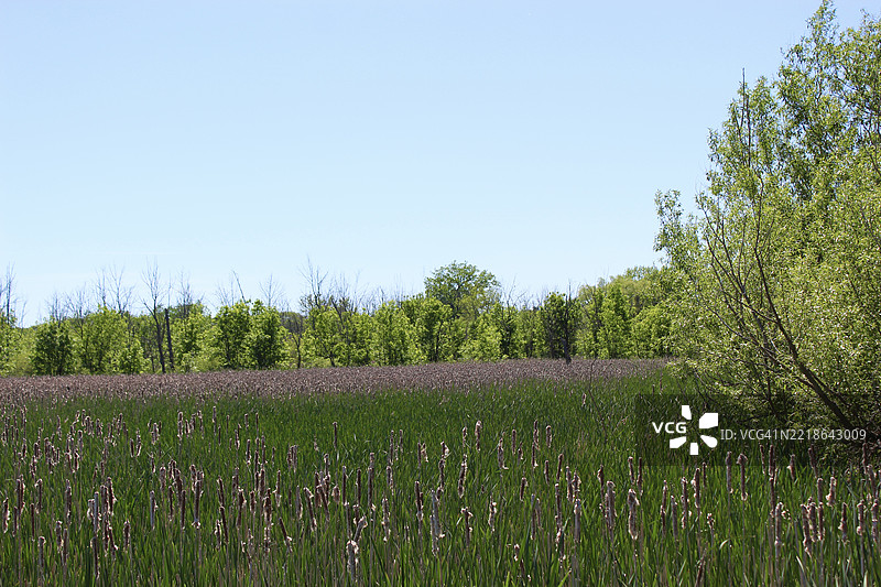 清澈天空下的田野美景，橡树溪，威斯康星州，美国图片素材