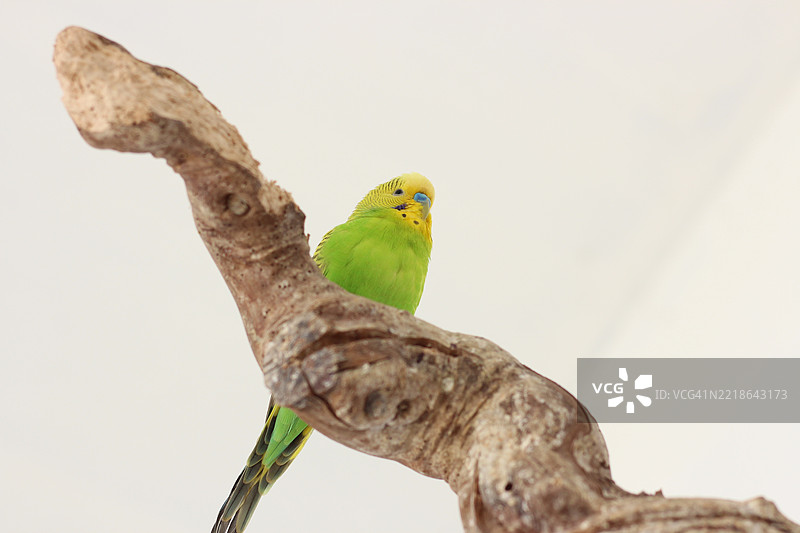 低角度视图的鹦鹉栖息在树上，背景是天空图片素材