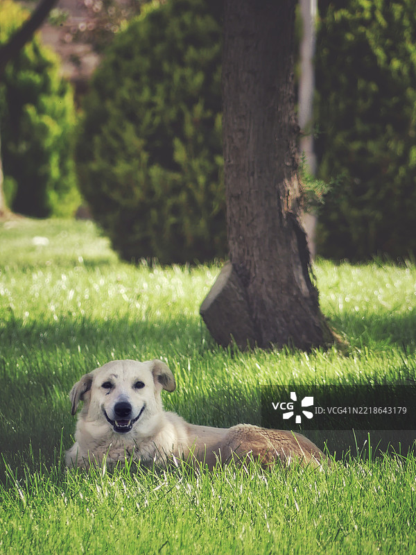 金毛猎犬在草地上的特写镜头图片素材