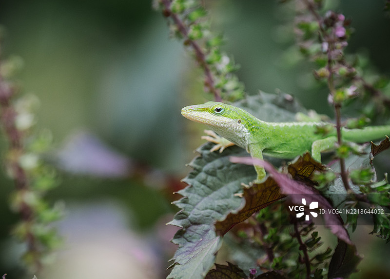 植物上的安诺尔变色龙特写，北卡罗来纳州夏洛特，美国图片素材