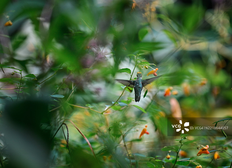 飞翔在植物上方的蜂鸟特写，北卡罗来纳州夏洛特，美国图片素材