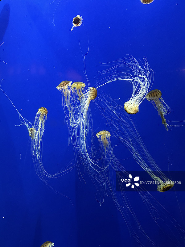 亚特兰大，乔治亚州，水下游动的水母特写镜头图片素材