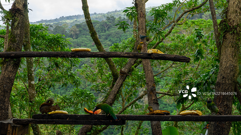 在拉福图纳的一个观景点，松鼠和小巨嘴鸟在树上吃水果。图片素材