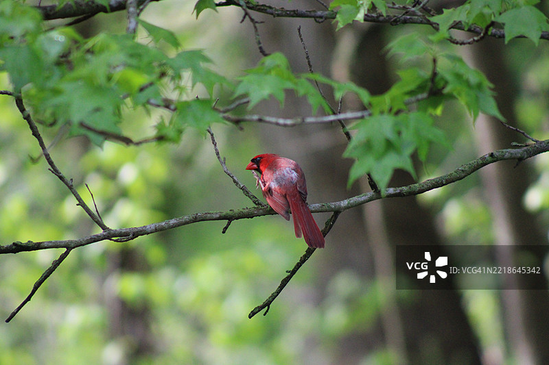 红雀栖息在树枝上的特写，克里夫科尔，密苏里州，美国图片素材