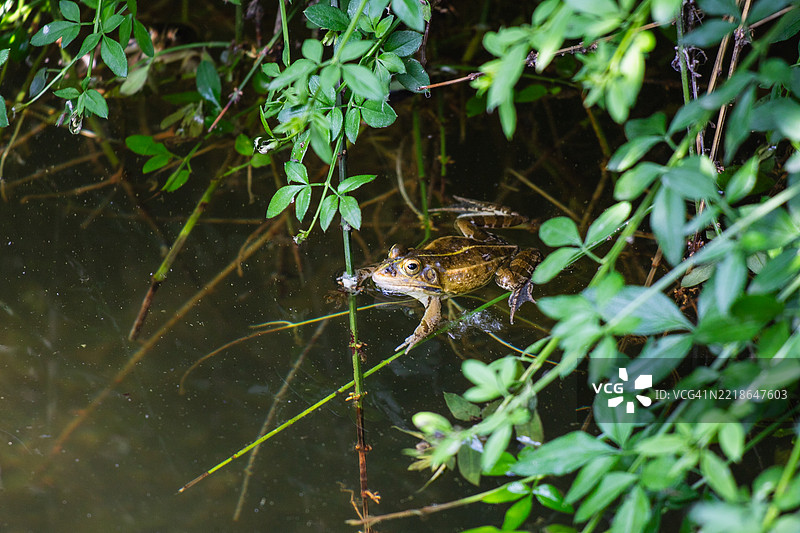 湖中青蛙的高角度视图图片素材